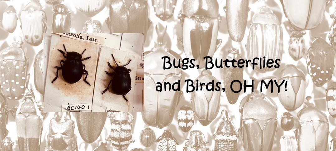 Bugs oh my thin web banner